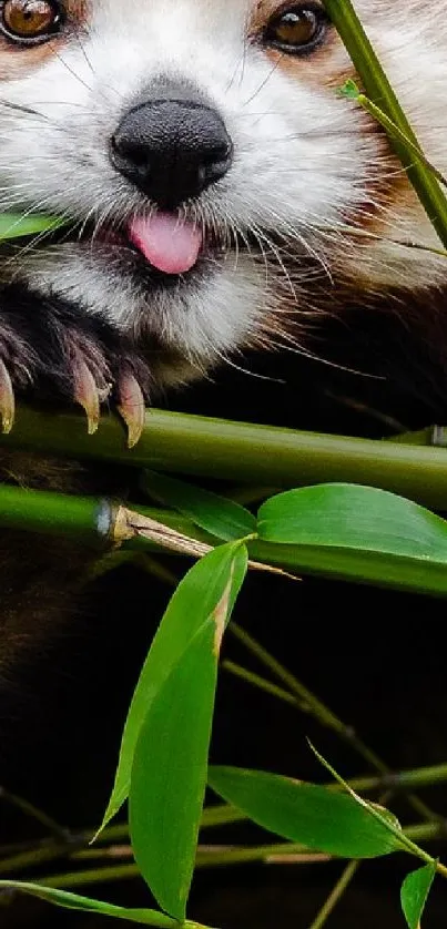 Adorable red panda peeking through vibrant green bamboo in forest wallpaper.