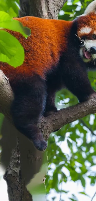 Vibrant red panda in lush green forest.