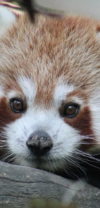 Adorable red panda resting on a log.