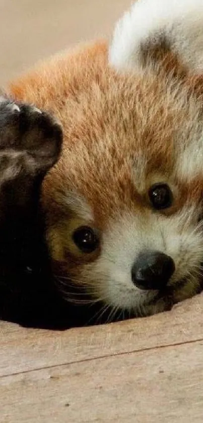 Cute red panda peeking through a wooden hole