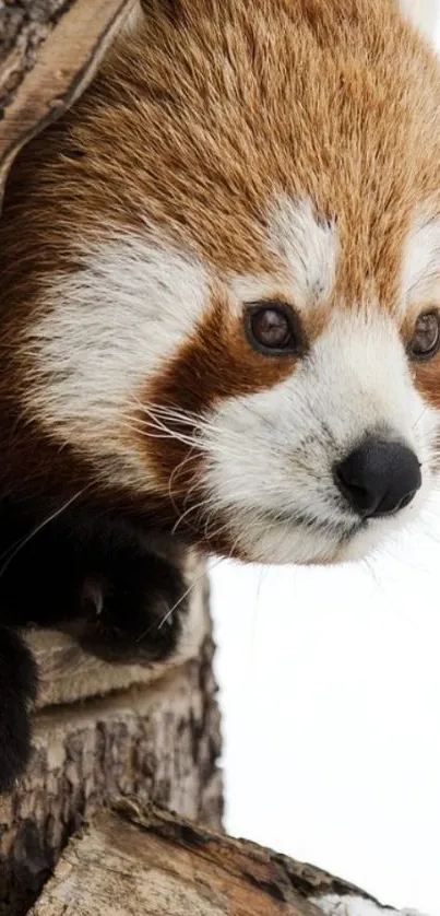 Adorable red panda peeks from a tree.