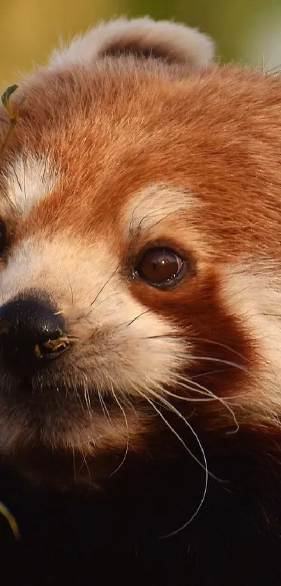 Adorable red panda face in forest setting with green leaves.