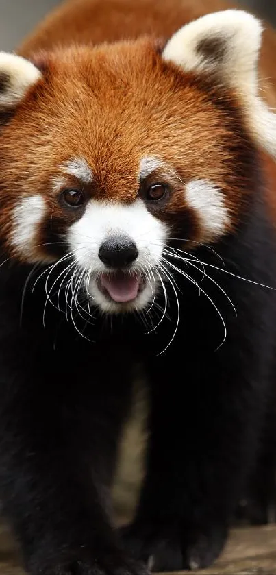 Adorable red panda on a wooden path.