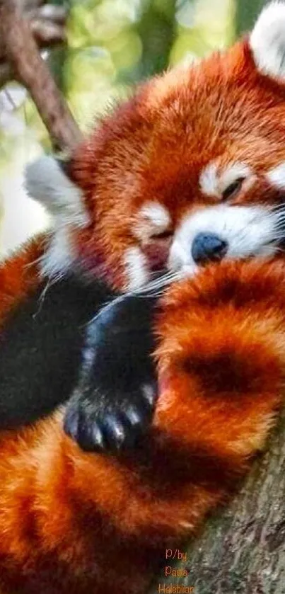 Adorable red panda sleeps on a tree in nature.