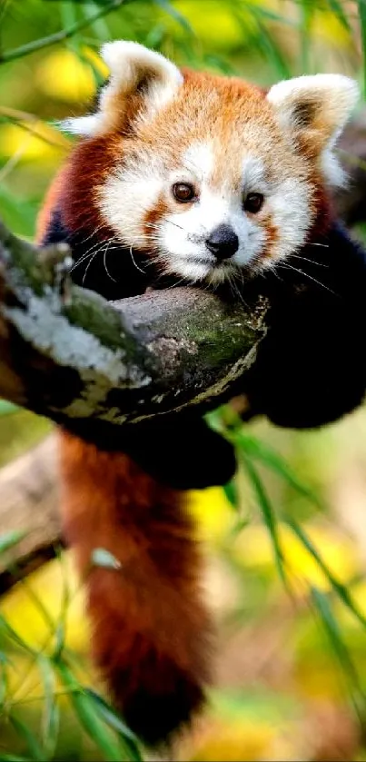 Adorable red panda resting on a tree branch in lush greenery.