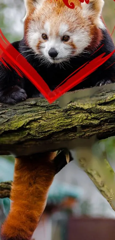 Red panda resting on a tree branch, showcasing vibrant orange and black fur.