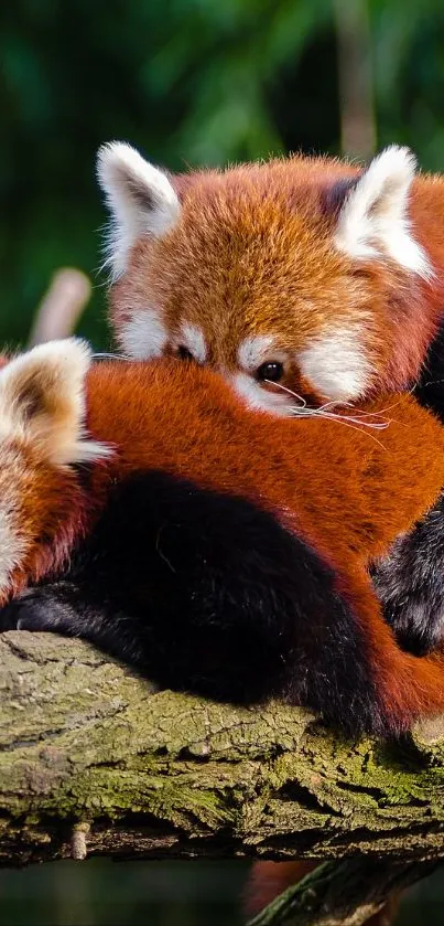 Red pandas resting on a tree branch.