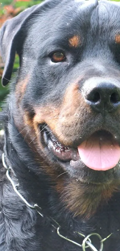 Adorable Rottweiler in a lush green setting.