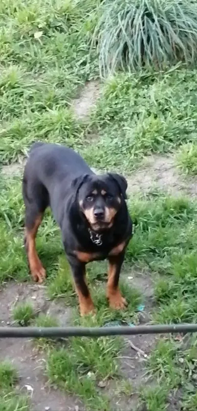 Rottweiler standing on green grass with attentive gaze.