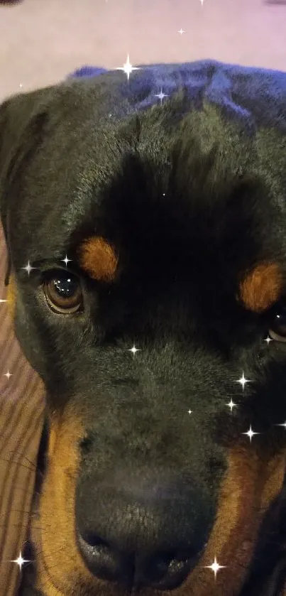 Close-up of an adorable Rottweiler puppy's face, perfect for pet lovers.