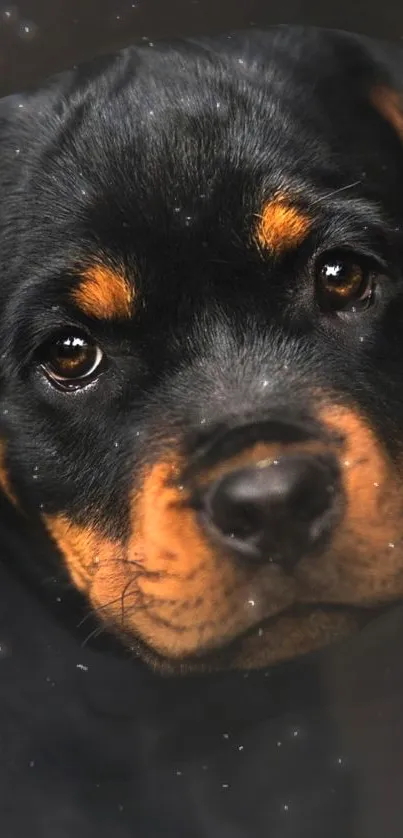 Rottweiler puppy mobile wallpaper with cute face and expressive eyes.