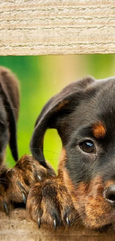 Cute Rottweiler puppies peeking through a fence.