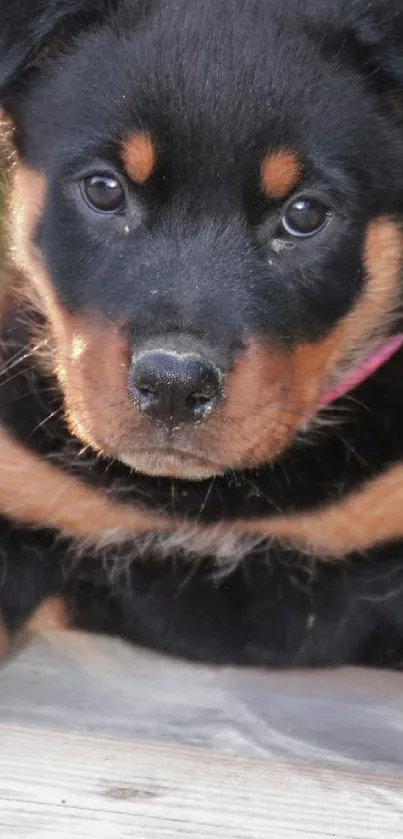 Adorable Rottweiler puppy on mobile wallpaper.