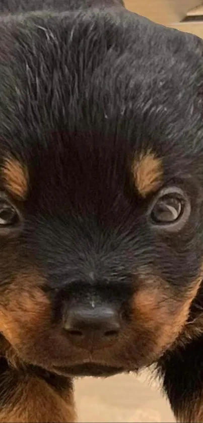 Adorable Rottweiler puppy with bright eyes as phone wallpaper.