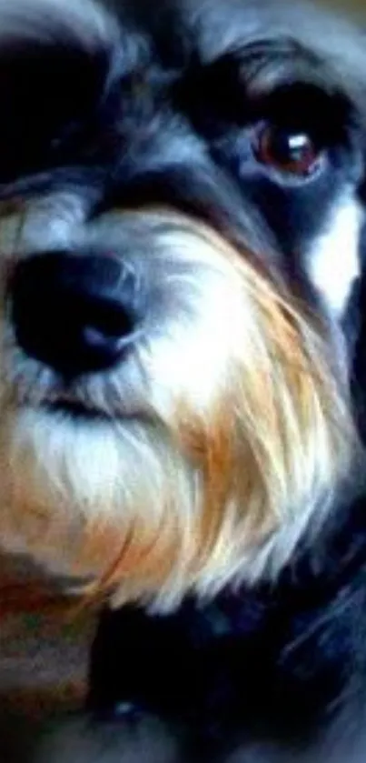 Adorable schnauzer dog with black and white fur, showing a cute expression.