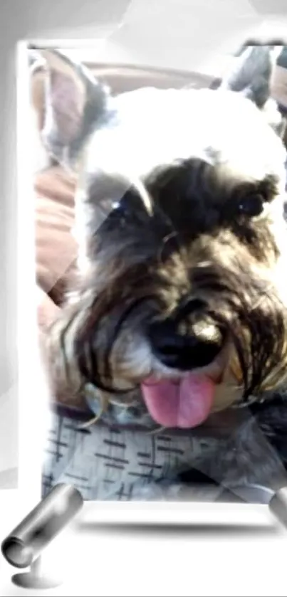 Adorable Schnauzer with pink tongue posing for photo.