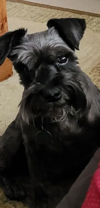 Adorable Schnauzer puppy sitting indoors on a carpet.