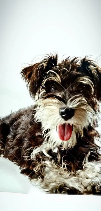 Cheerful Schnauzer puppy with fluffy fur sitting playfully.