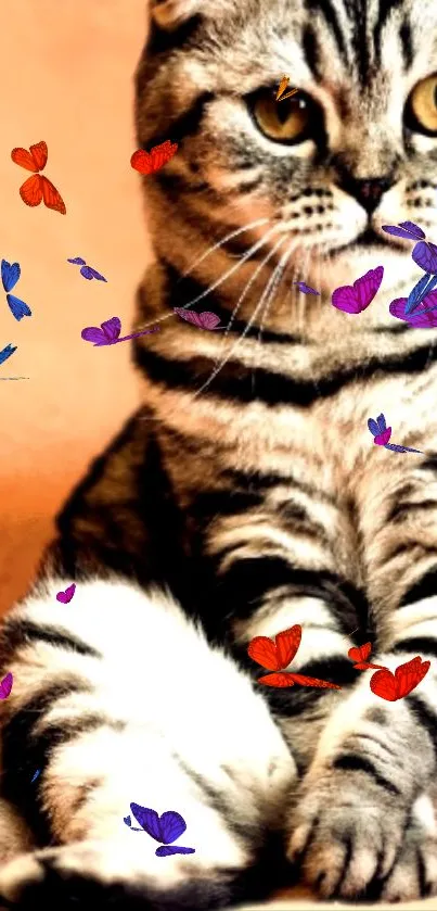 Cute Scottish Fold cat sitting on a peach background wallpaper.