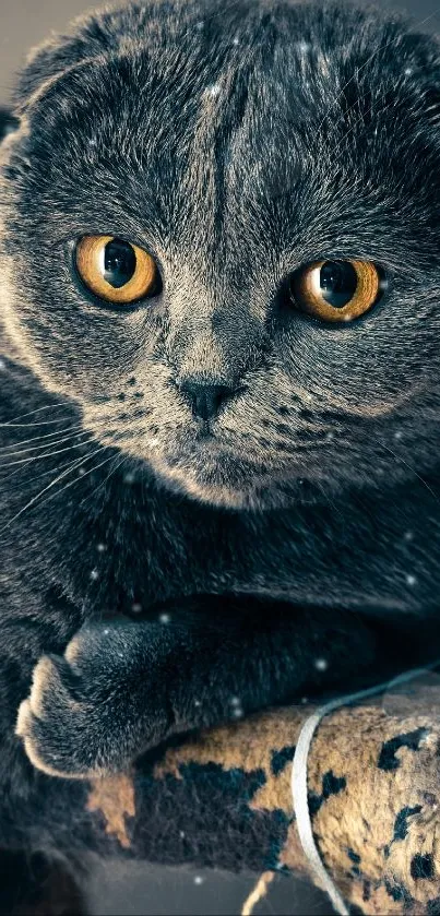Adorable Scottish Fold cat with big eyes and gray fur on a perch.