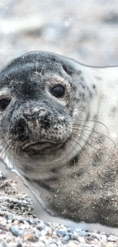 Adorable seal pup resting on a sandy beach.