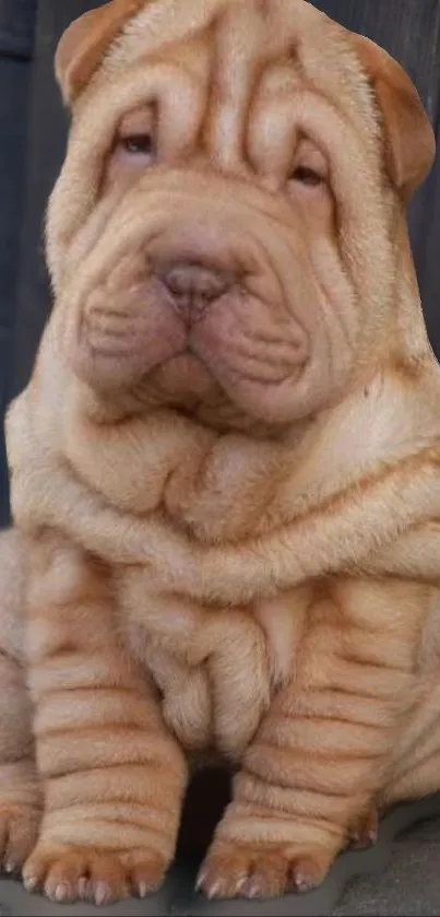 Adorable Shar Pei puppy sitting on wooden background.