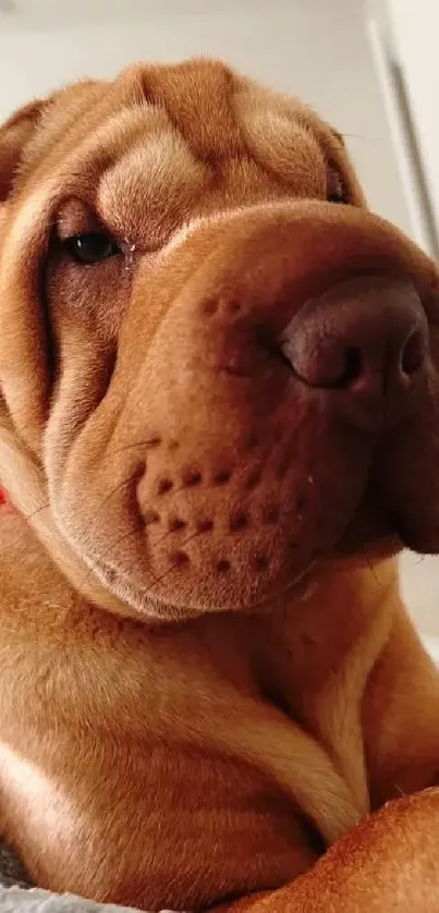 Adorable Sharpei dog with a wrinkled face, lying down indoors.