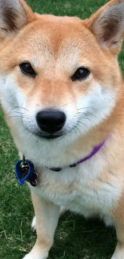 Cute Shiba Inu sitting on green grass, its fur vibrant against the lush background.