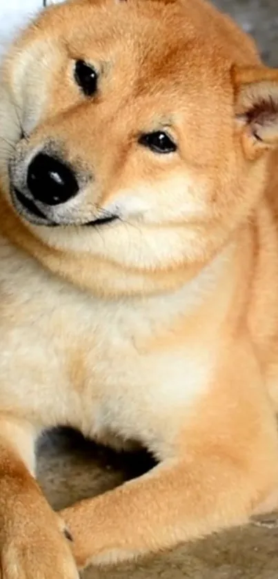 Adorable Shiba Inu lounging on the floor.