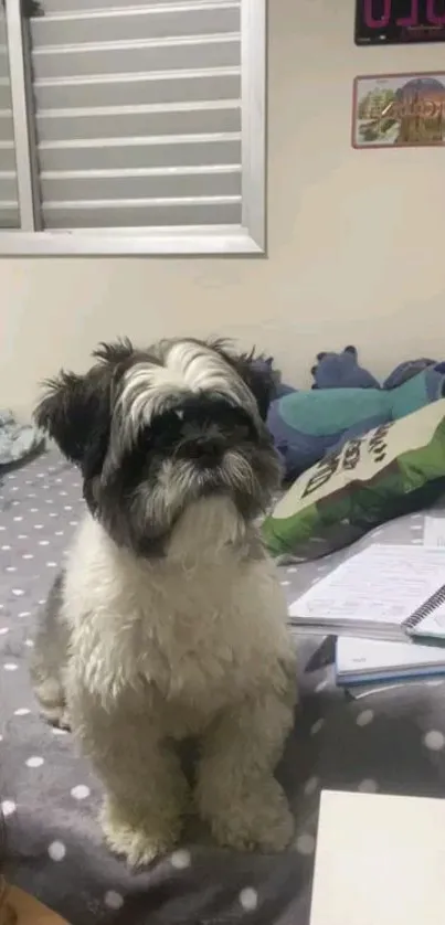 Charming Shih Tzu dog sitting on a bed with toys and books.