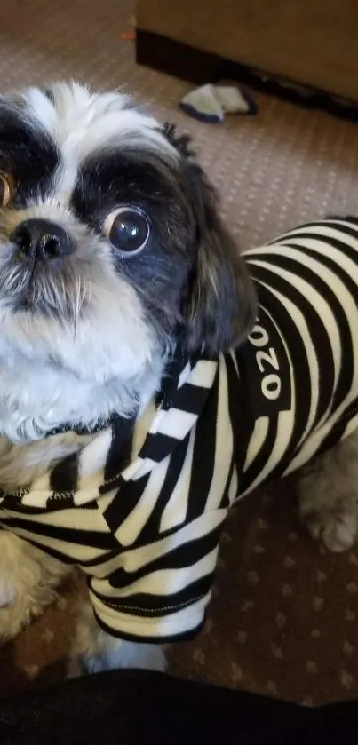 Adorable Shih Tzu dog in a striped outfit on a brown background.