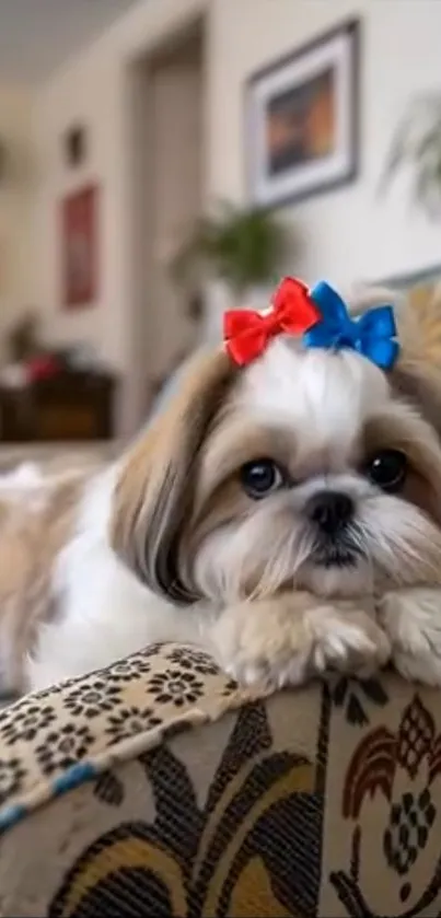 Cute Shih Tzu with bows on patterned armchair