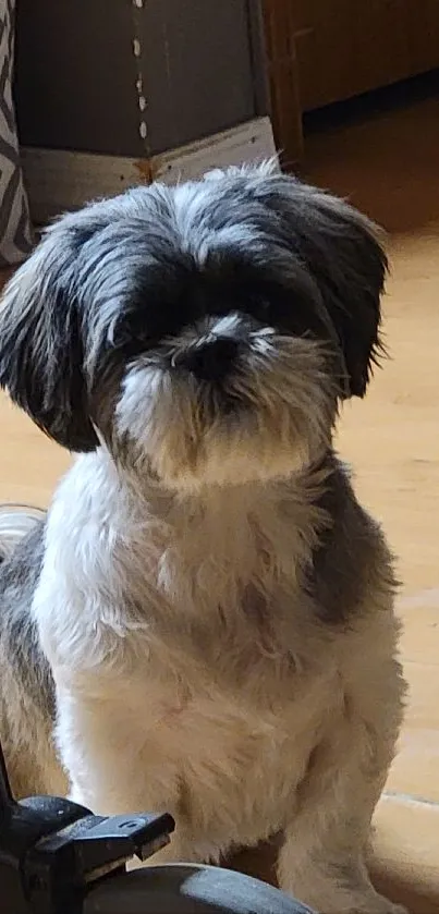 Adorable Shih Tzu sitting on a warm brown floor, perfect for a mobile wallpaper.