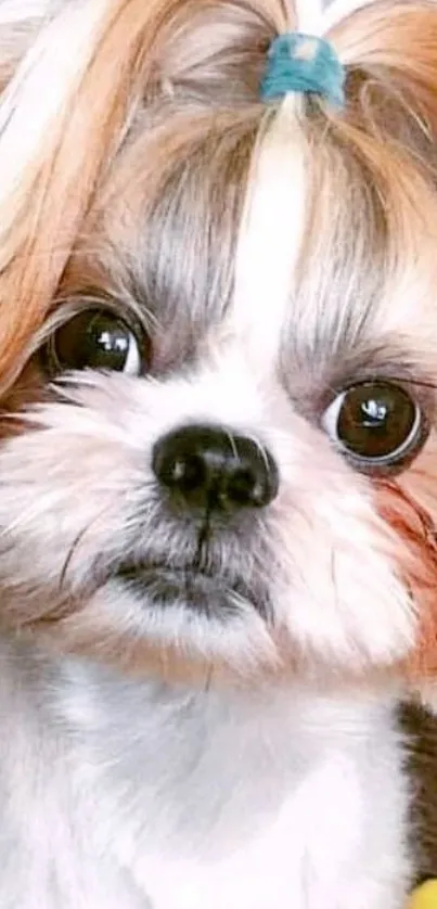 Close-up of a cute Shih Tzu with styled hair and a blue hairband.