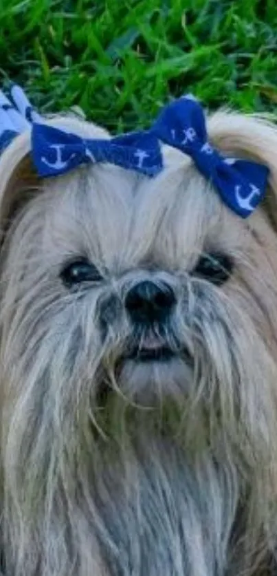 Cute Shih Tzu with blue bow lying on green grass.