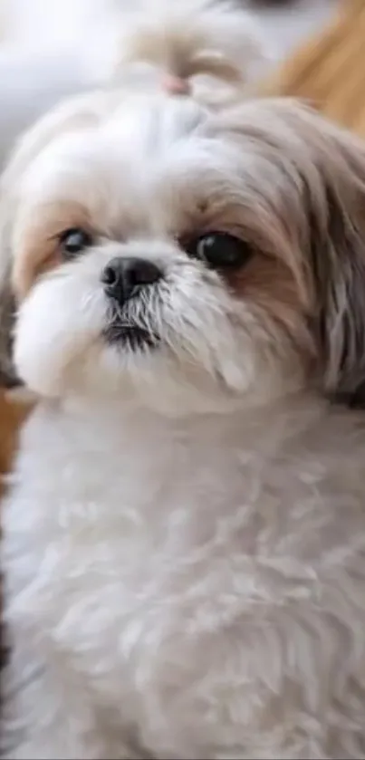 Adorable Shih Tzu dog with fluffy fur sitting against a beige background.