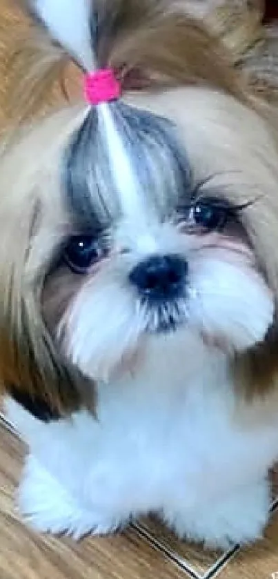 Adorable Shih Tzu with fluffy fur and a pink bow on wood floor.