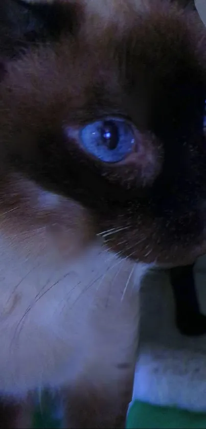 Close-up of a Siamese cat with blue eyes, perfect wallpaper for cat lovers.