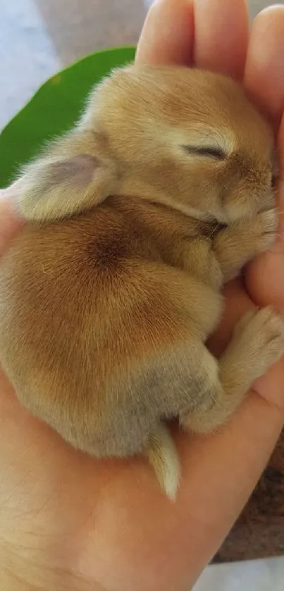 Tiny brown bunny sleeping in a hand.