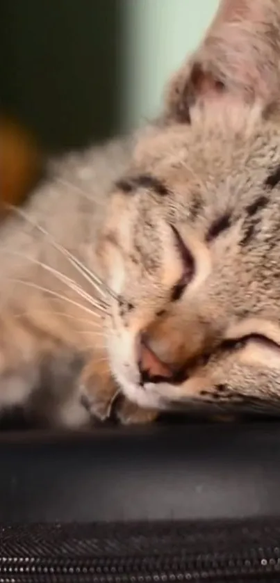 Adorable sleeping cat with soft fur on a calming background.