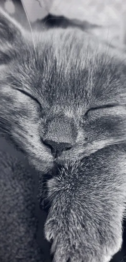 Adorable sleeping gray cat close-up for mobile wallpaper.