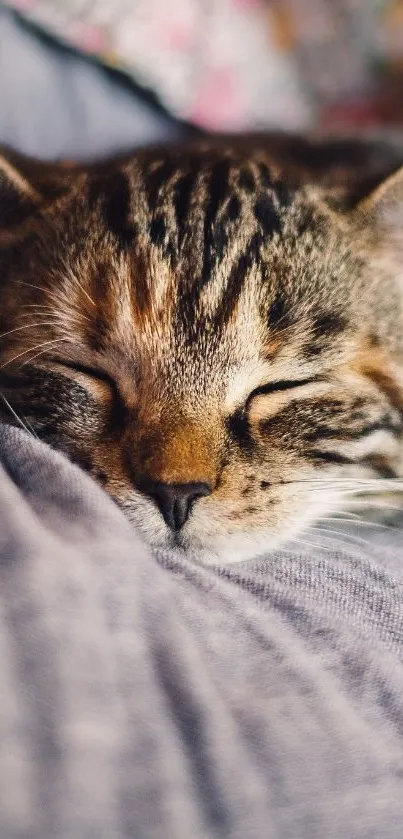 Adorable tabby cat sleeping on a soft blanket.