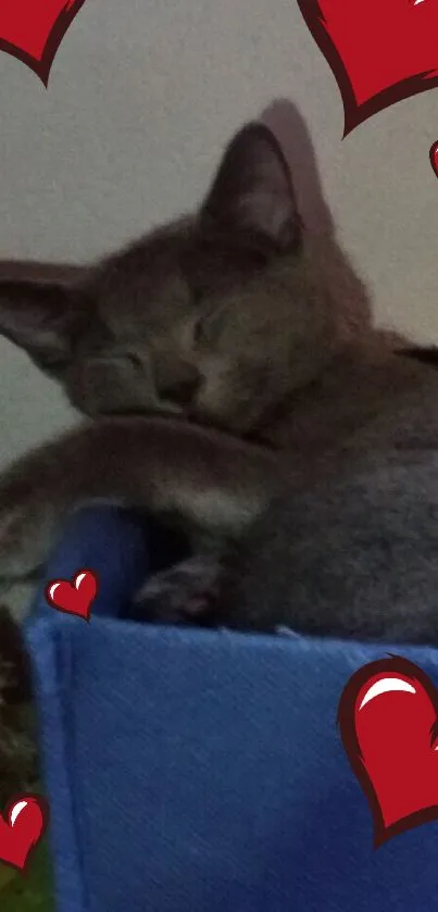 Sleeping grey cat with red hearts mobile wallpaper.