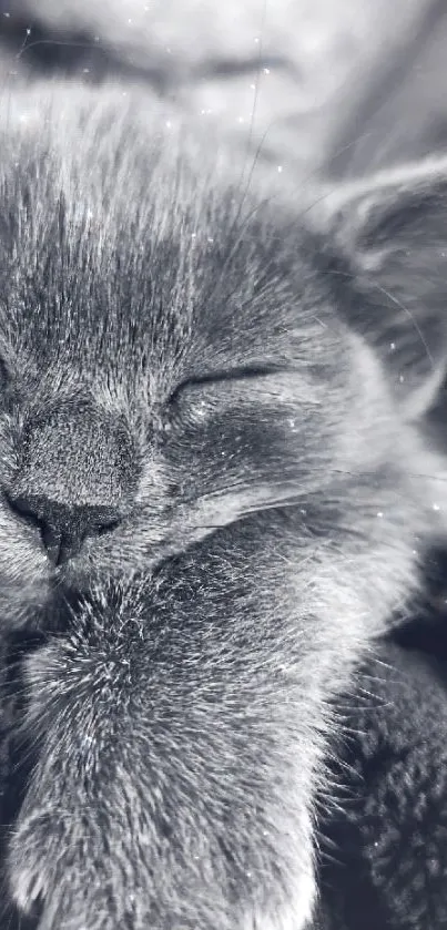 Serene monochrome wallpaper of a sleeping kitten.