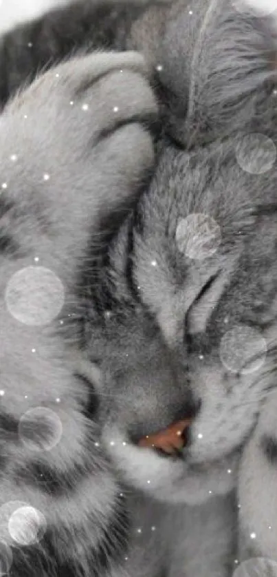 Adorable gray tabby cat sleeping peacefully with paws over head.