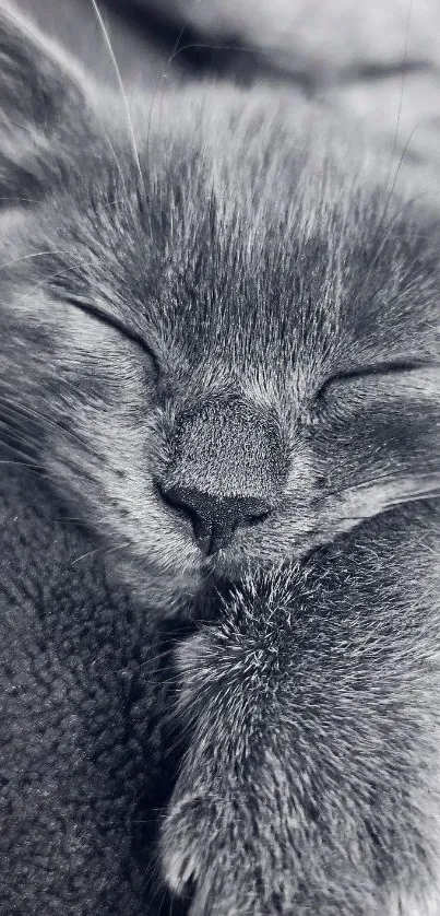 A sleeping cat in black and white, perfect for a calming phone wallpaper.