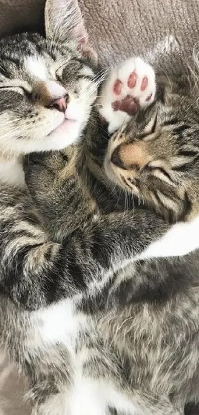 Two cute cats snuggling together on a beige blanket.