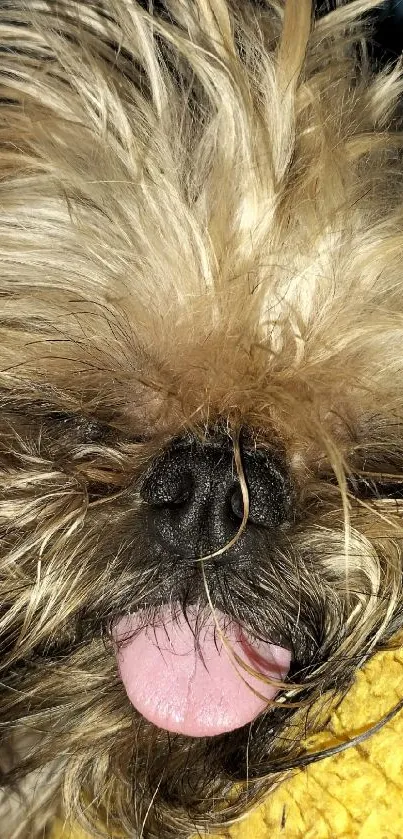 Adorable fluffy dog sleeping with tongue out on a cozy pillow.