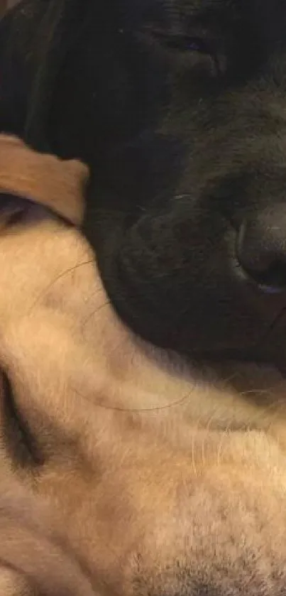 Adorable black and yellow dogs sleeping together peacefully.