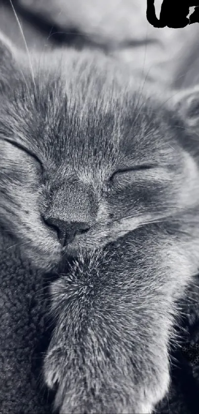 Sleeping kitten in black and white tones, perfect for phone wallpaper.